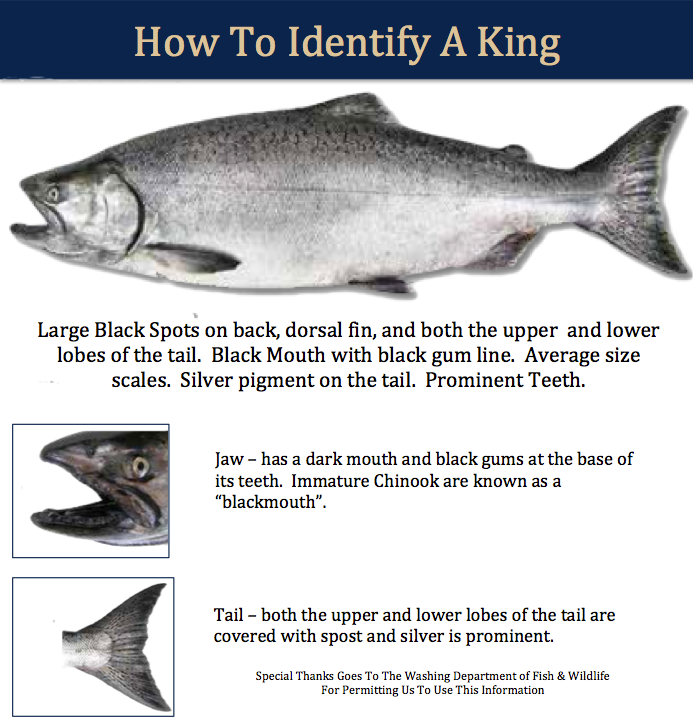 Chinook Salmon Identifier
