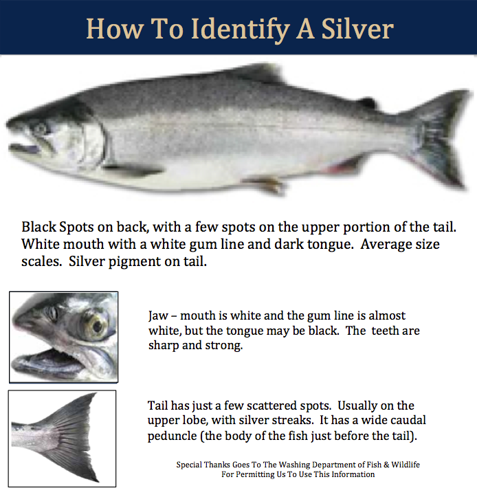 Silver Salmon Identifier